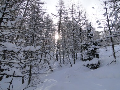 Wood